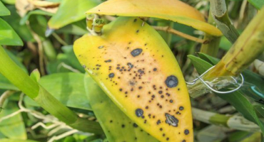 Na listech orchidejí se objevily skvrny - způsoby ošetření květů